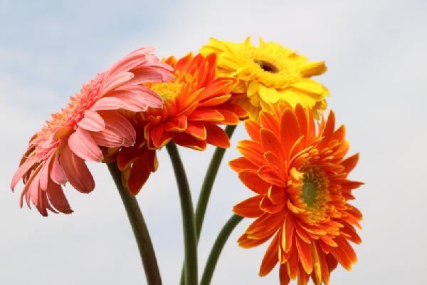 s_0bedb6fa10724da78eb698c7251df89c.jpg